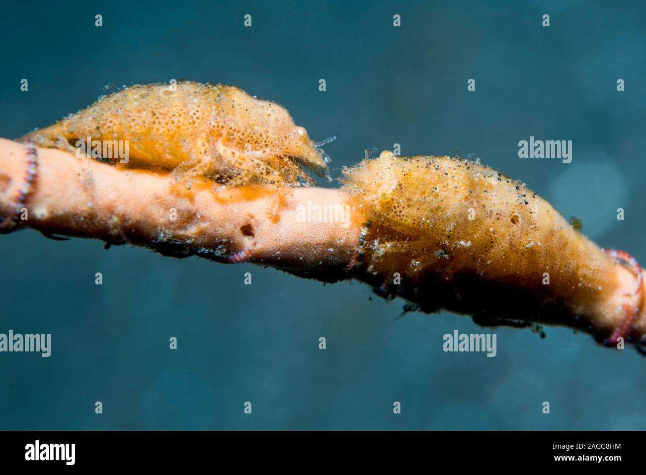 Kryptische Schwamm Garnelen [Gelastocaris paronea] auf einem Meer Peitsche. Lembeh Strait, Nord Sulawesi, Indonesien. Stockfoto