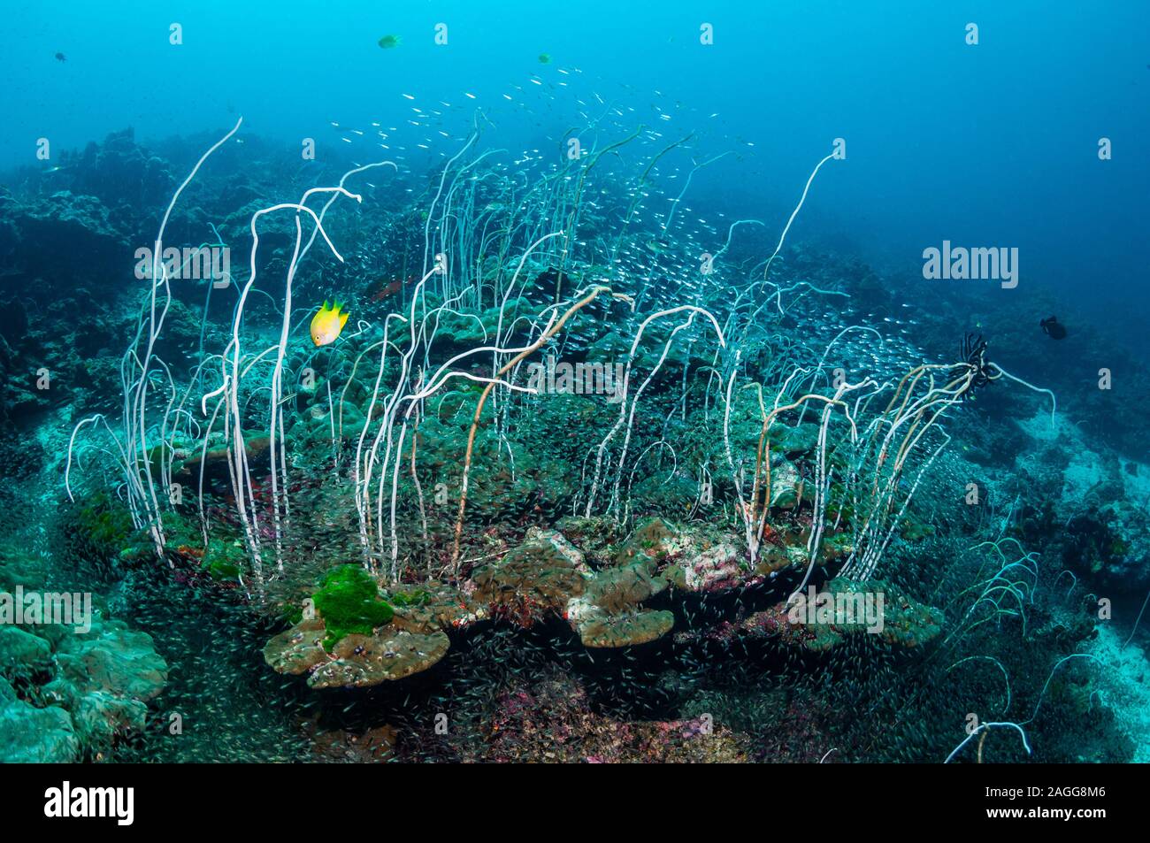 Peitschenkorallen [Junceella fragilis] mit einer großen Schule von Pygmy Kehrmaschinen [Parapriacanthus ransonetti]. Similan Inseln, Thailand, Andamanensee. Stockfoto