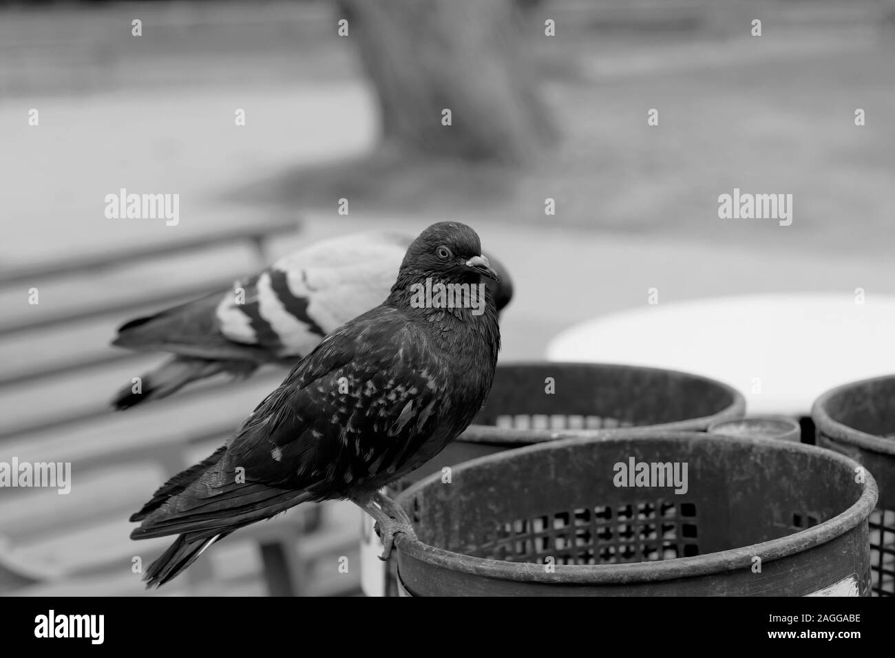 Schwarze Taube auf dem Mülleimer in der Stadt mit Parkbank im Hintergrund Stockfoto