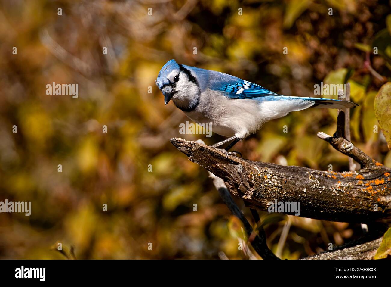 Blue Jay Stockfoto