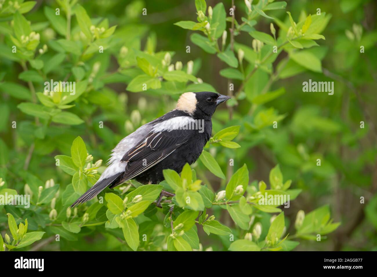 Männliche Bobolink auf Zweig Stockfoto