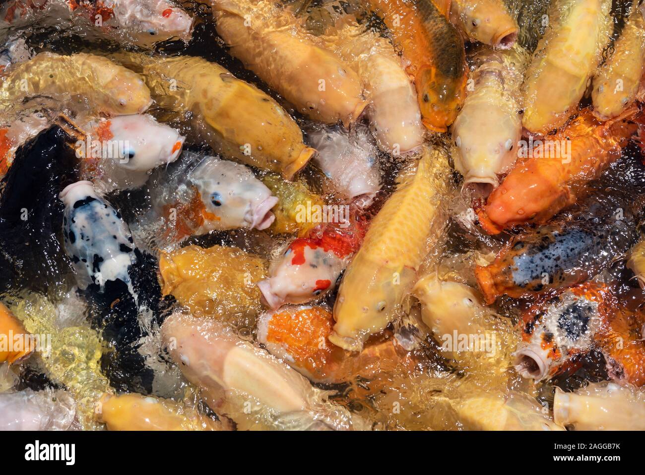 Dicke Schulen von Koi in Hiroshima, Japan. Stockfoto