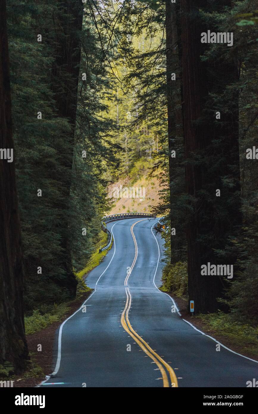 Windige Straße durch Redwood Forest, Kalifornien, USA Stockfoto