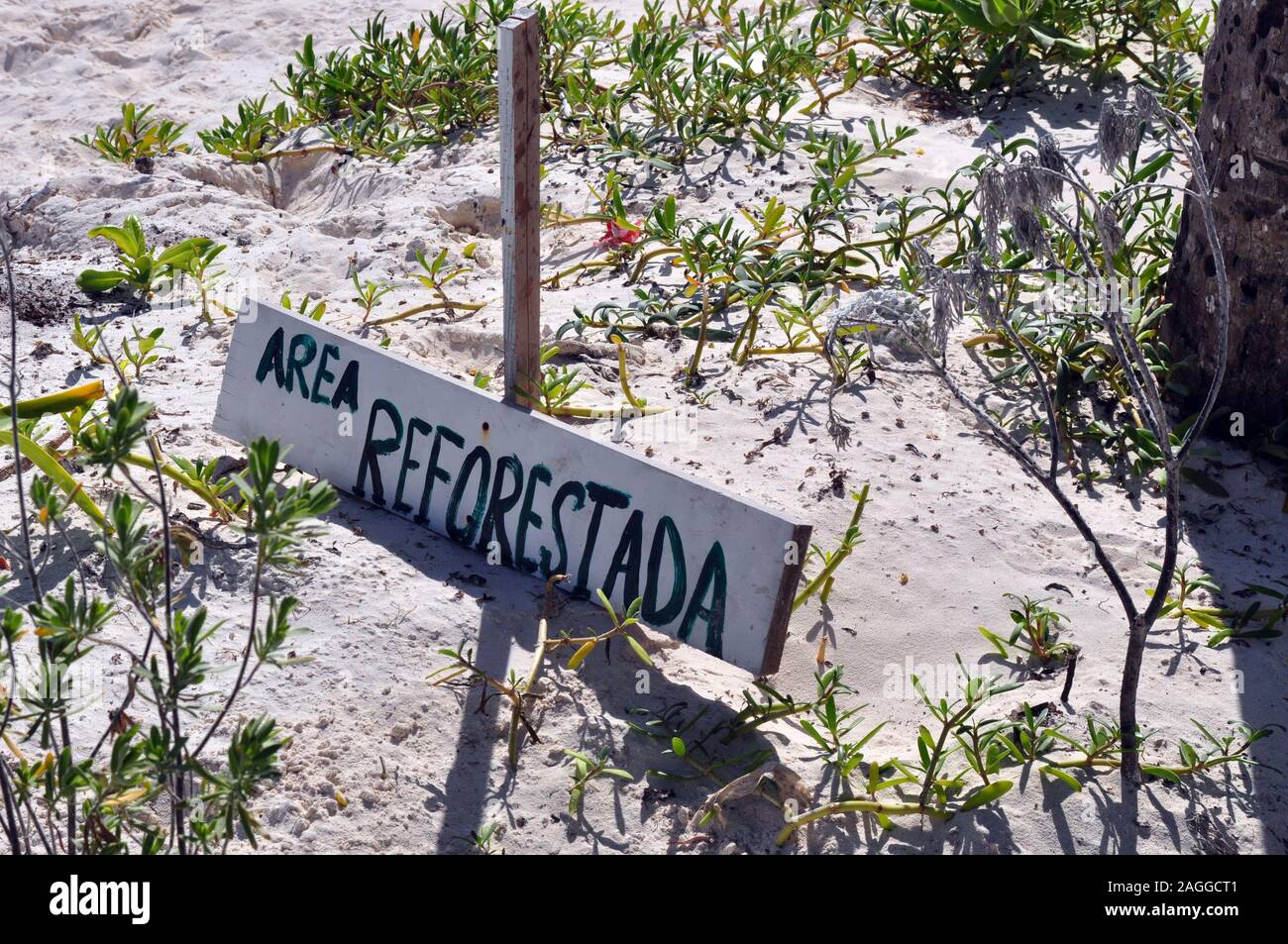 Ein hölzernes Schild in den Sand, die lautet 'Bereich Reforestada", das heißt, die Wiederaufforstung in Englisch. Stockfoto