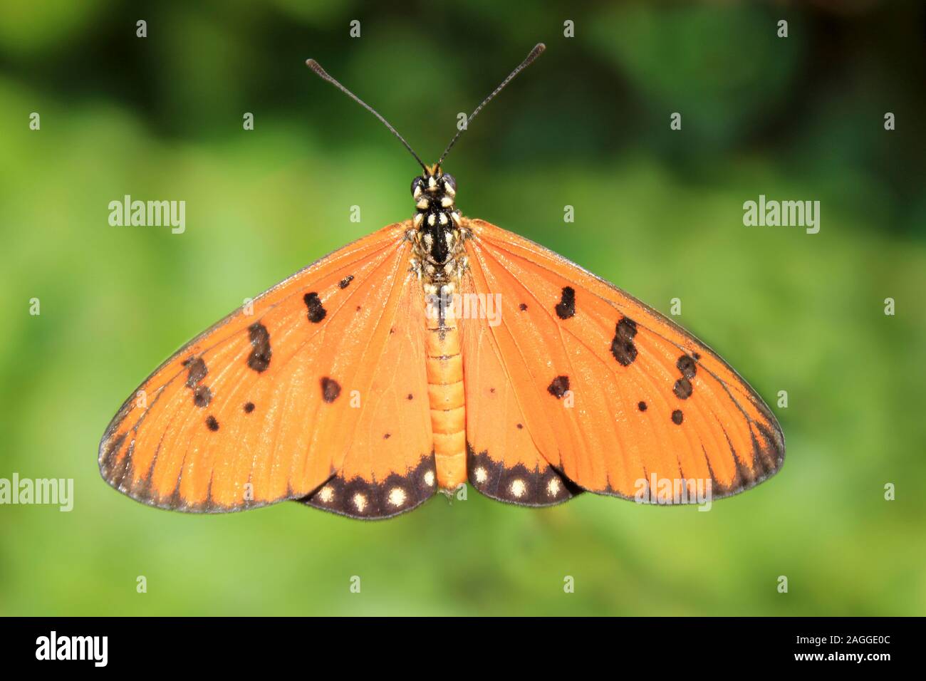 Tawny Coster Schmetterling Acraea terpsicore - Gujarat, Indien. Stockfoto