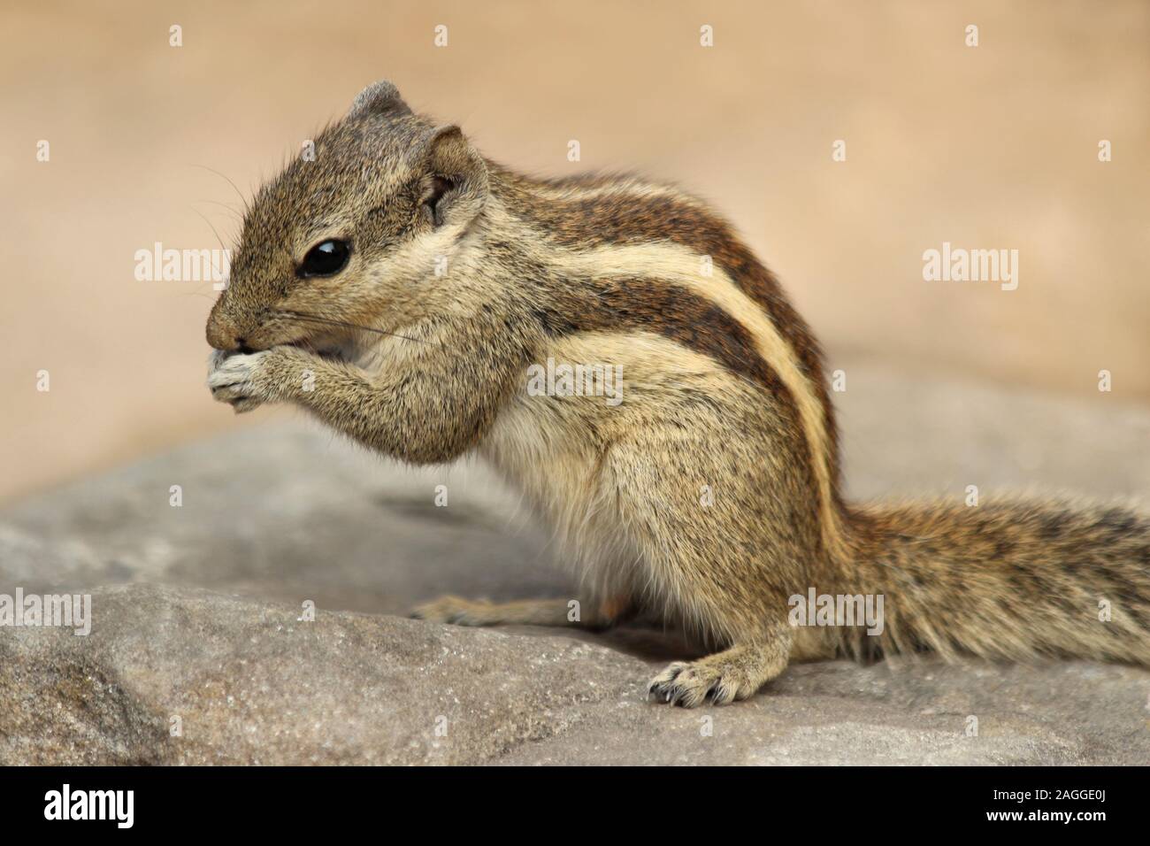 Northern Palm Squirrel (Funambulus pennantii) alias 5-gestreiften Palm Eichhörnchen Stockfoto