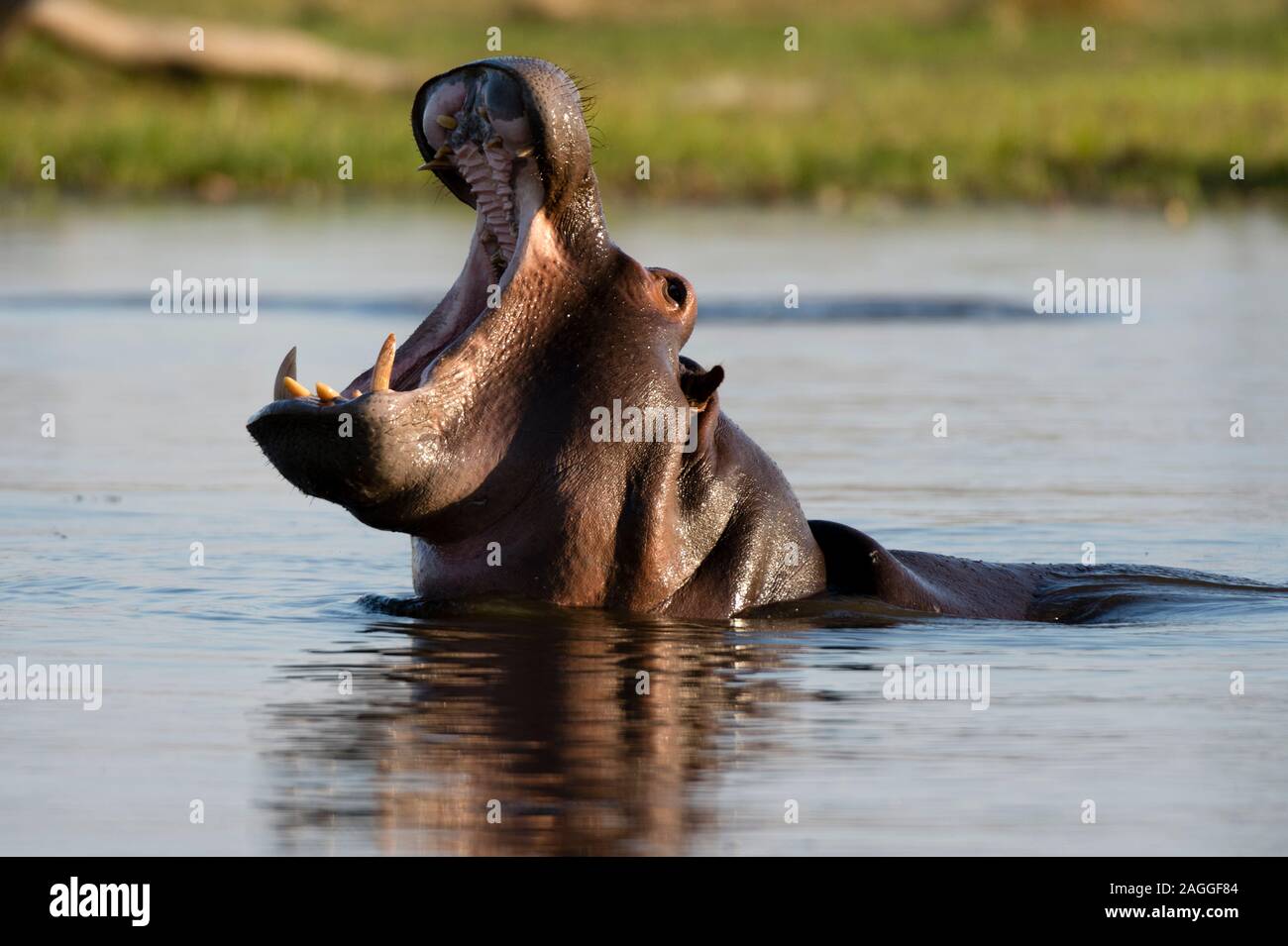 Flusspferd (Hippopotamus amphibius) mit offenem Mund in der Khwai River, Konzession, Okavango Delta, Botswana Stockfoto