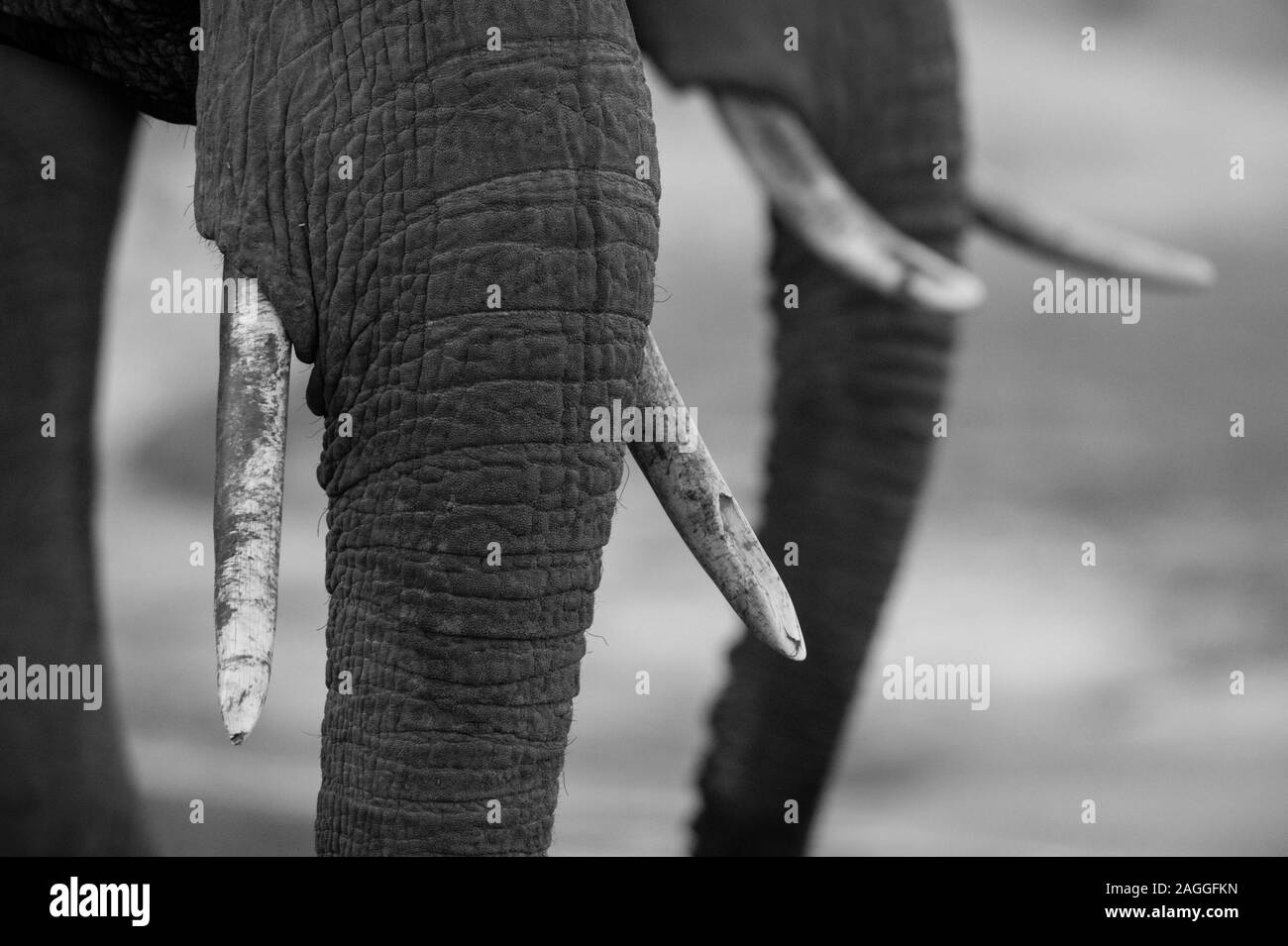 Detail der Stamm und Ivory tusk Afrikanischer Elefant (Loxodonta africana), Khwai Konzession, Okavango Delta, Botswana Stockfoto