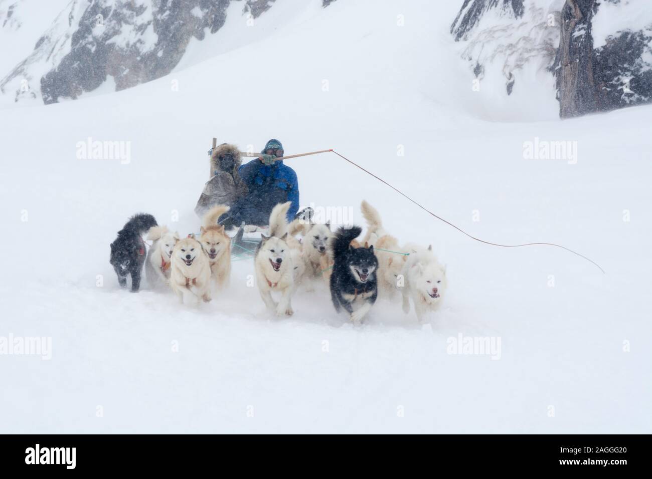 Hundeschlitten, Ilulissat, Grönland Stockfoto