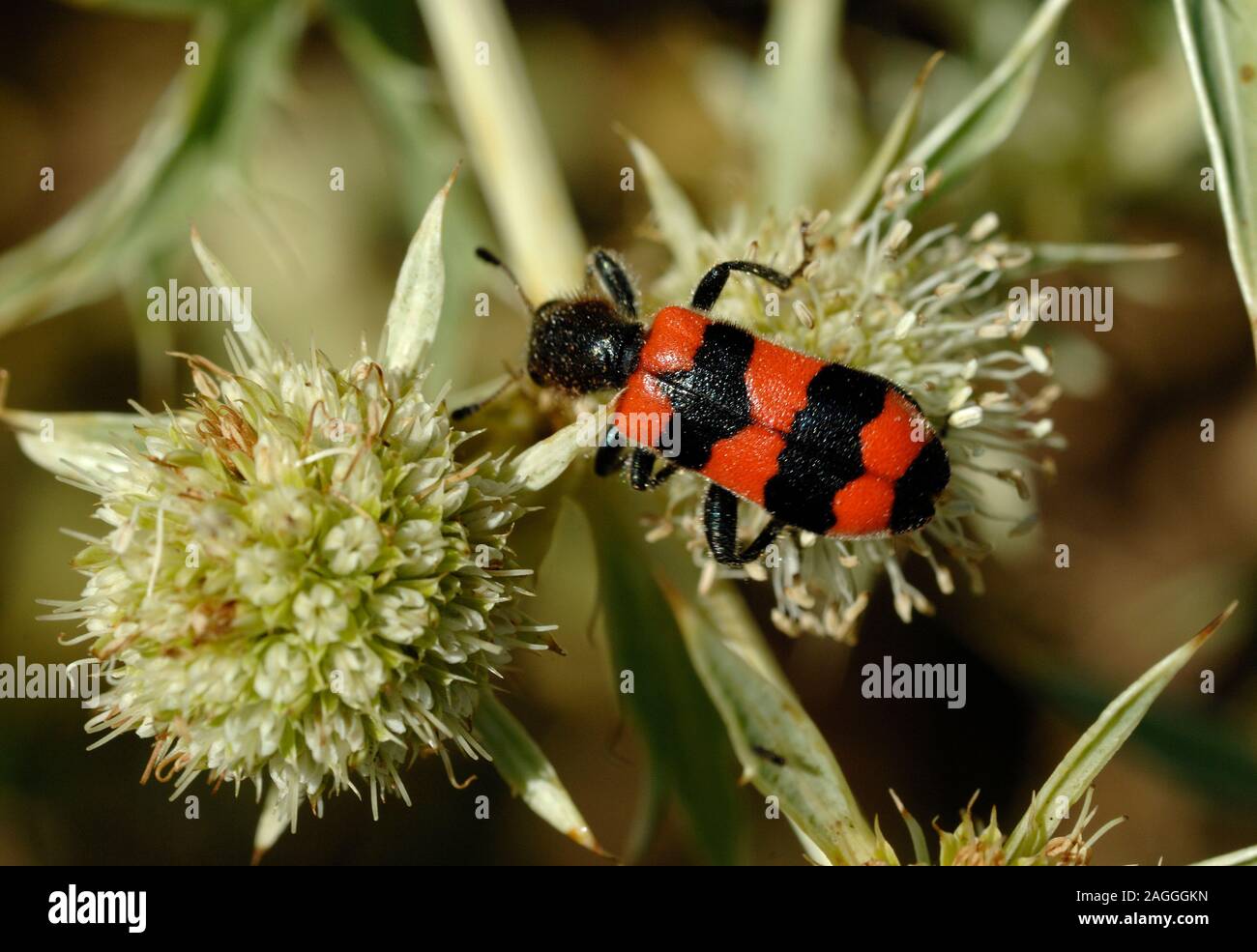 Schwarz & Rot karierte Käfer Trichodes apiarius Stockfoto