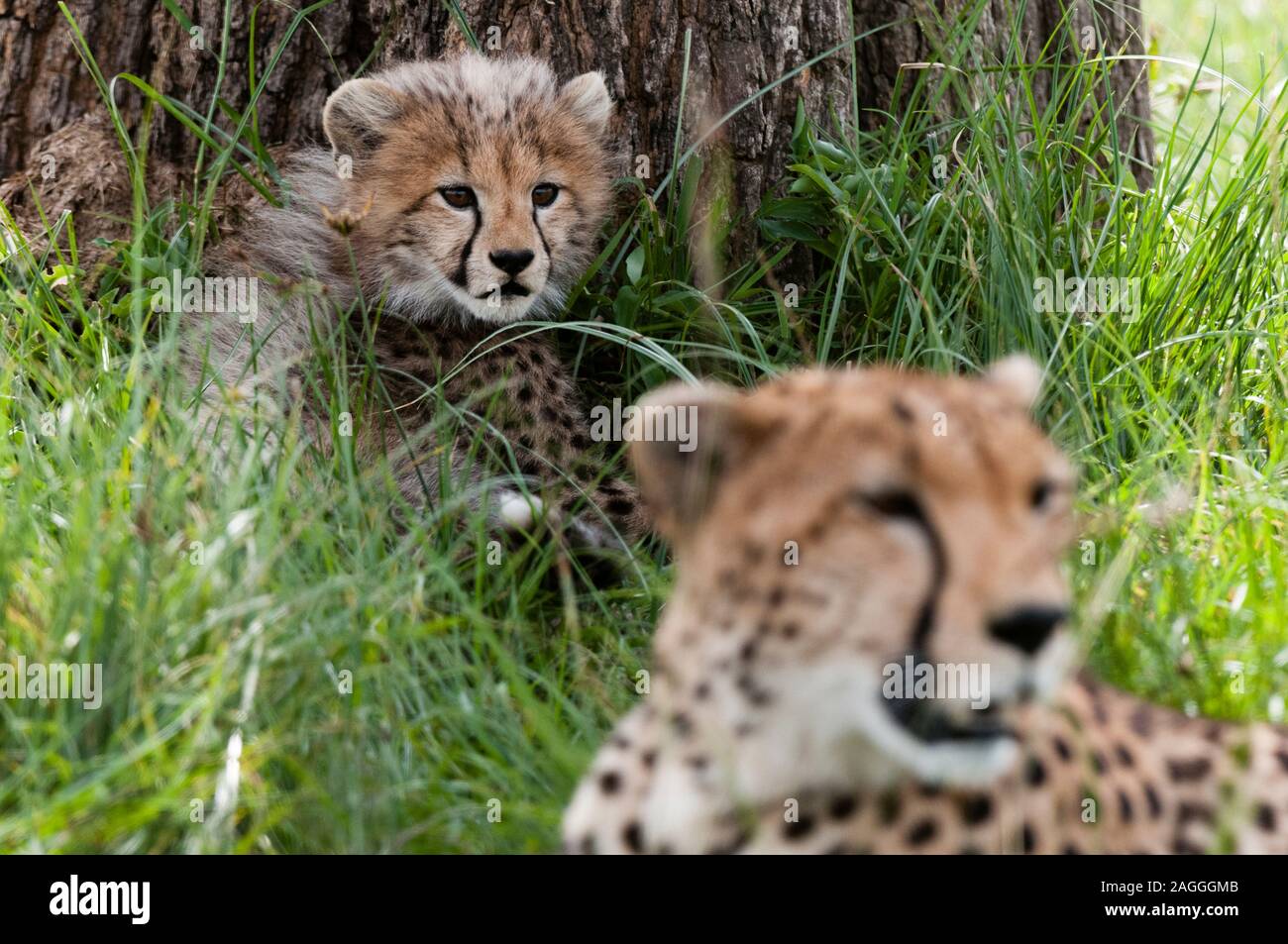 Cheetah (Acynonix jubatus) und Cub, Masai Mara National Reserve, Kenia Stockfoto