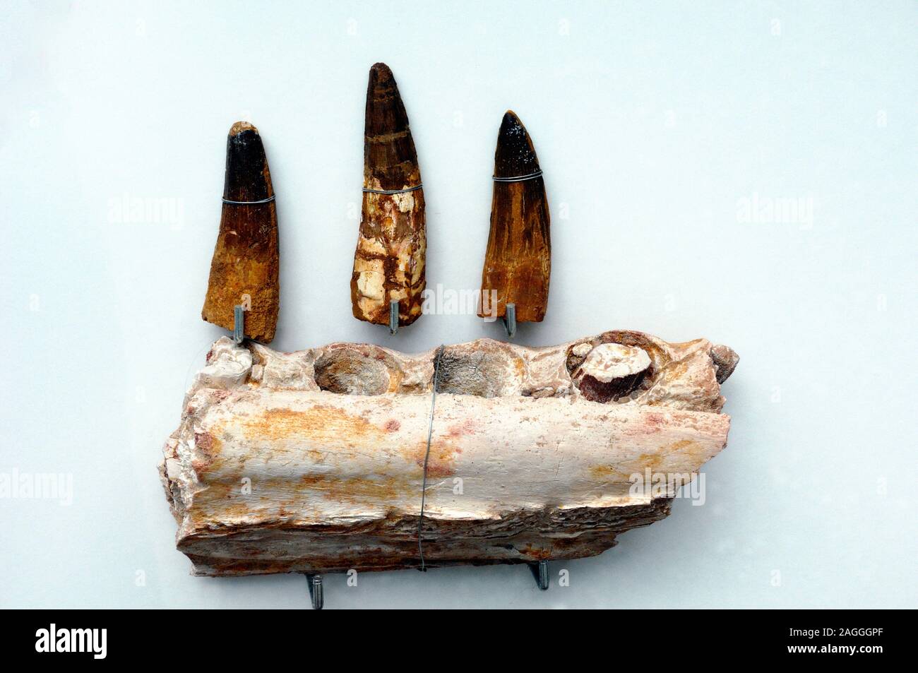 Versteinerte Kiefer und Zähne der Spinosaurus oder Wirbelsäule Eidechse, eine Gattung der Theropode Saurier Stockfoto