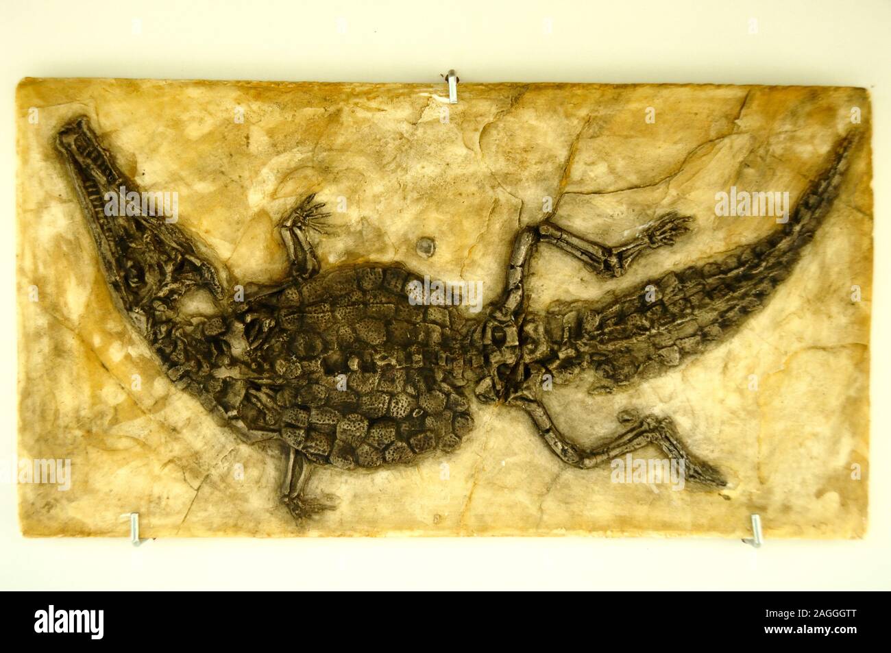 Fossil Crocodile, Crocodileimus robustius, 155,6-150,8 Millionen Jahre alt, gefunden Mitte c19. in Lithographic Stone Quarry von Cerin, Bugey, Ain, Frankreich Stockfoto