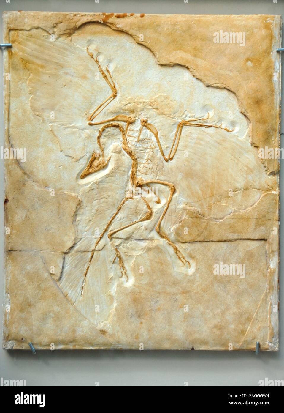 Archaeopteryx lithographica, Berlin Muster, prähistorische Vogel Fossil Stockfoto