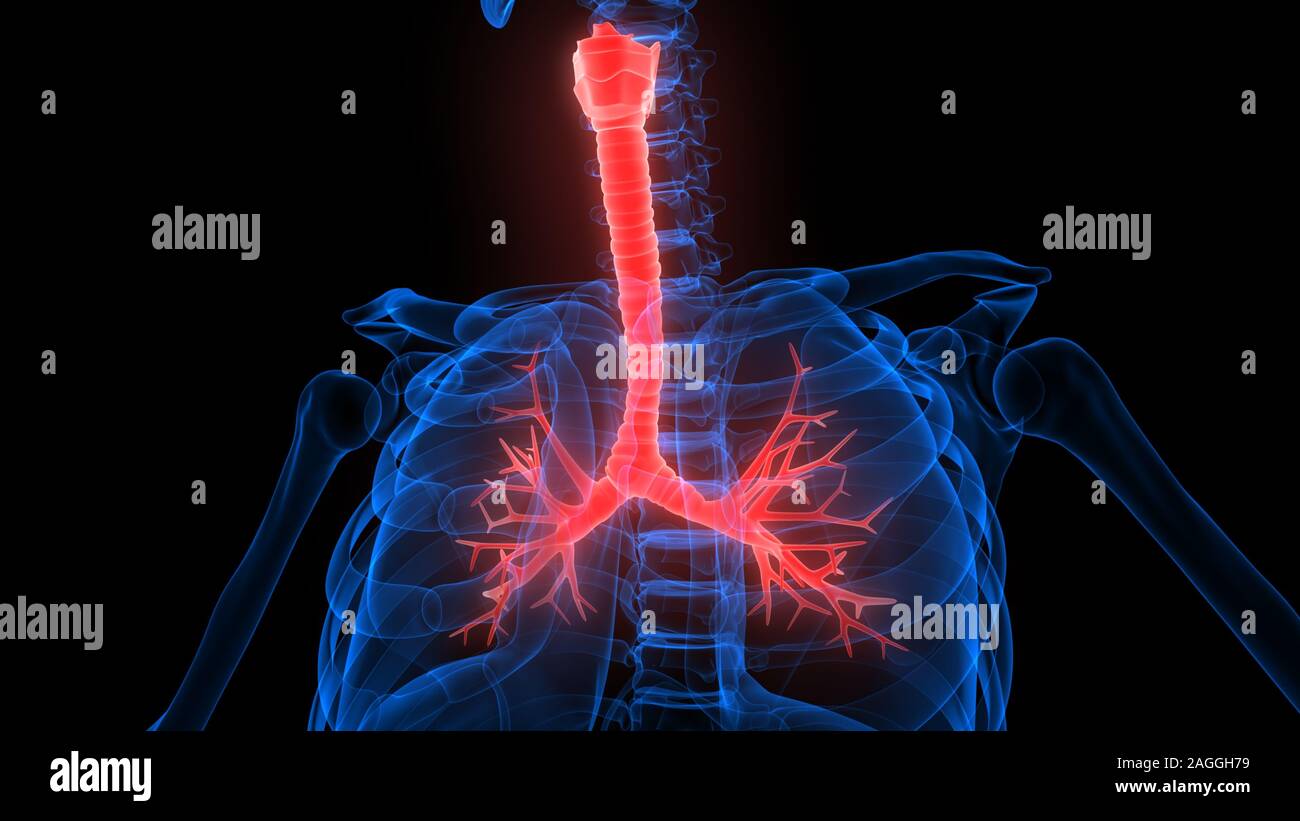 Lunge ein Teil des Human Respiratory System Anatomy 3D-Renderings Stockfoto