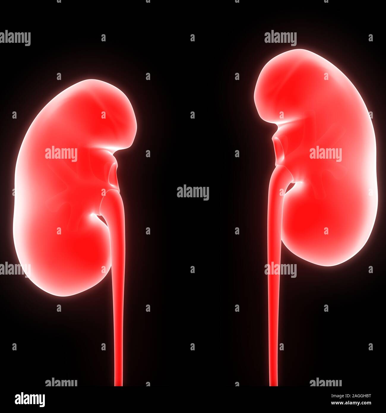 Menschliche Innere Organe Harnsystem Nieren Anatomie. 3D Stockfoto