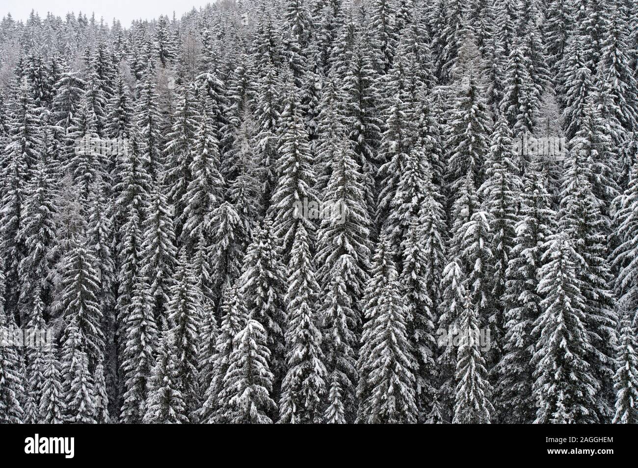 Verschneite Tannen in einem Wald auf einem grauen Wintertag, Alta Badia, Dolomiten, Südtirol, Italien Stockfoto
