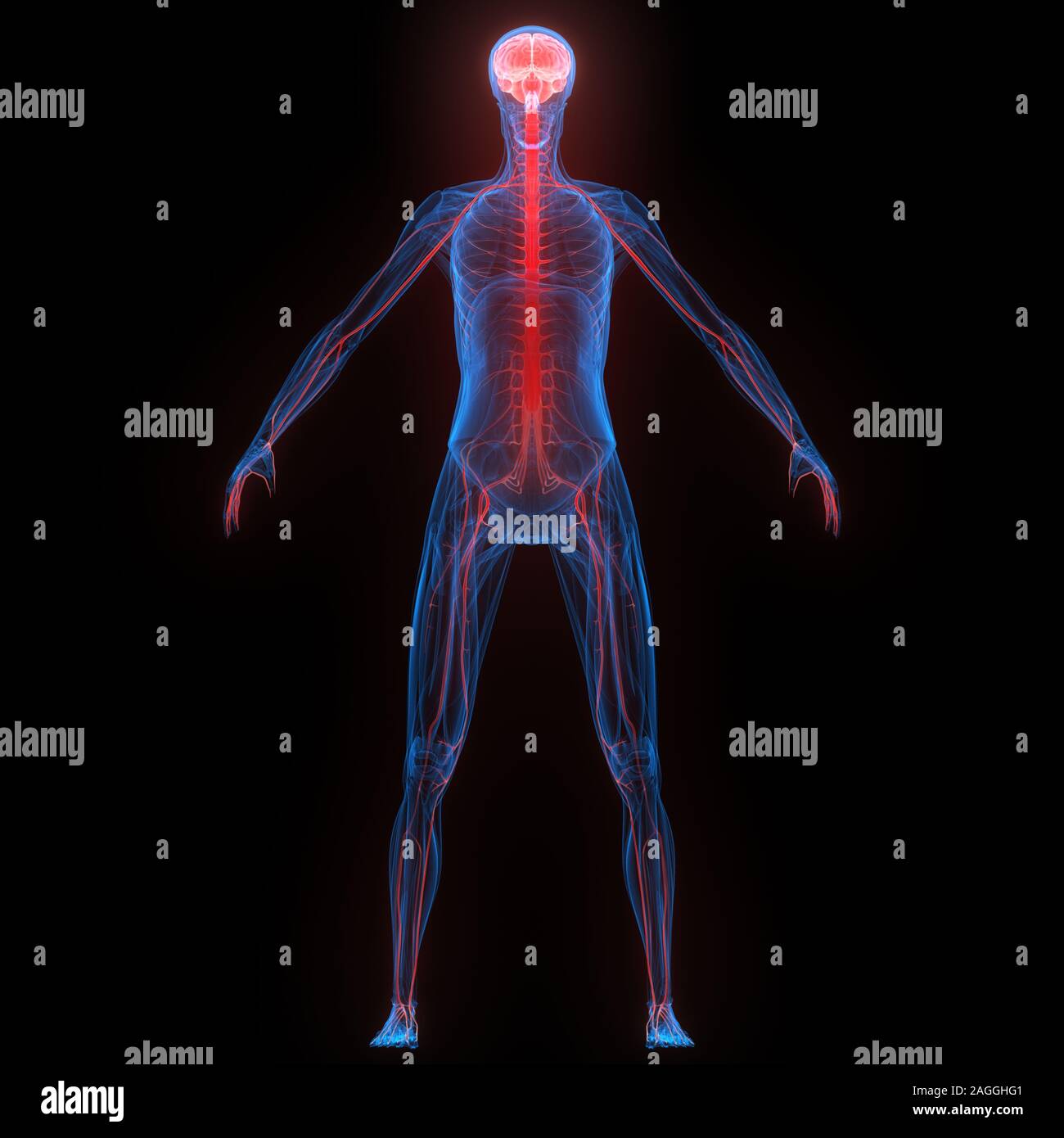 Menschliches internes Organhirn mit Röntgen-3D-Rendering Für Die Anatomie Des Nervensystems Stockfoto