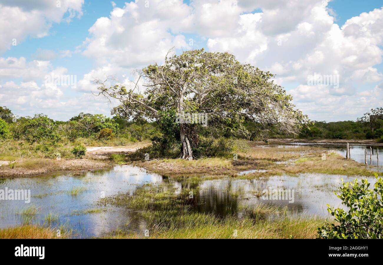 Ländliche Barreirinhas, Maranhão, Brasilien. Ein einsamer Wind fegte Baum in den Feuchtgebieten im Norden Brasiliens. Stockfoto