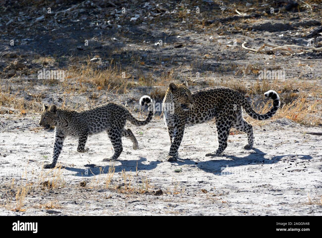 Leopard Mutter und cub Pathera pardus Moremi Nationalpark Moremi Wildlife Park Botswana Afrika Stockfoto