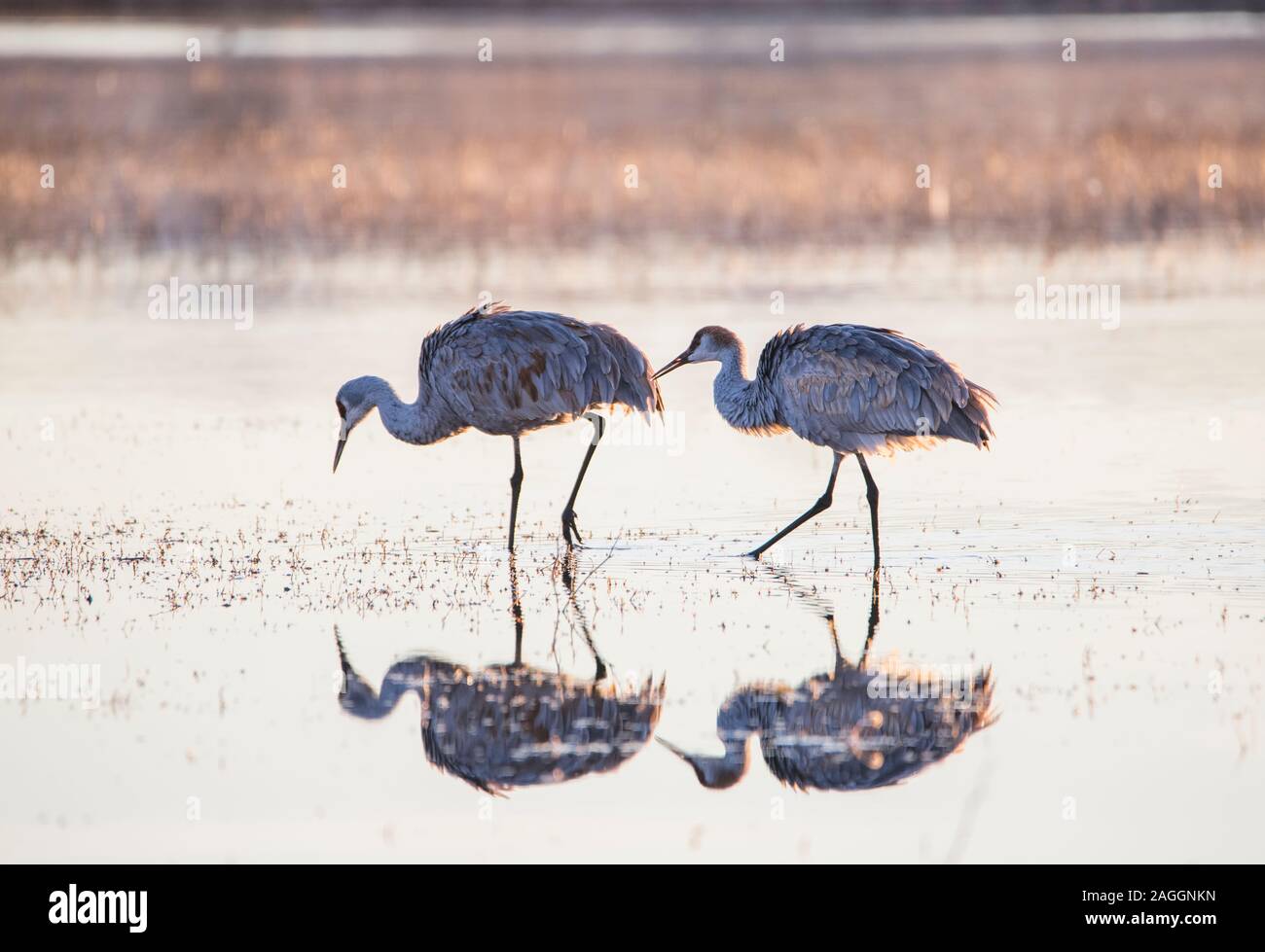 Zwei kanadakranichen am Bosque Del Apache Wildlife Refuge nach Essen suchen Stockfoto