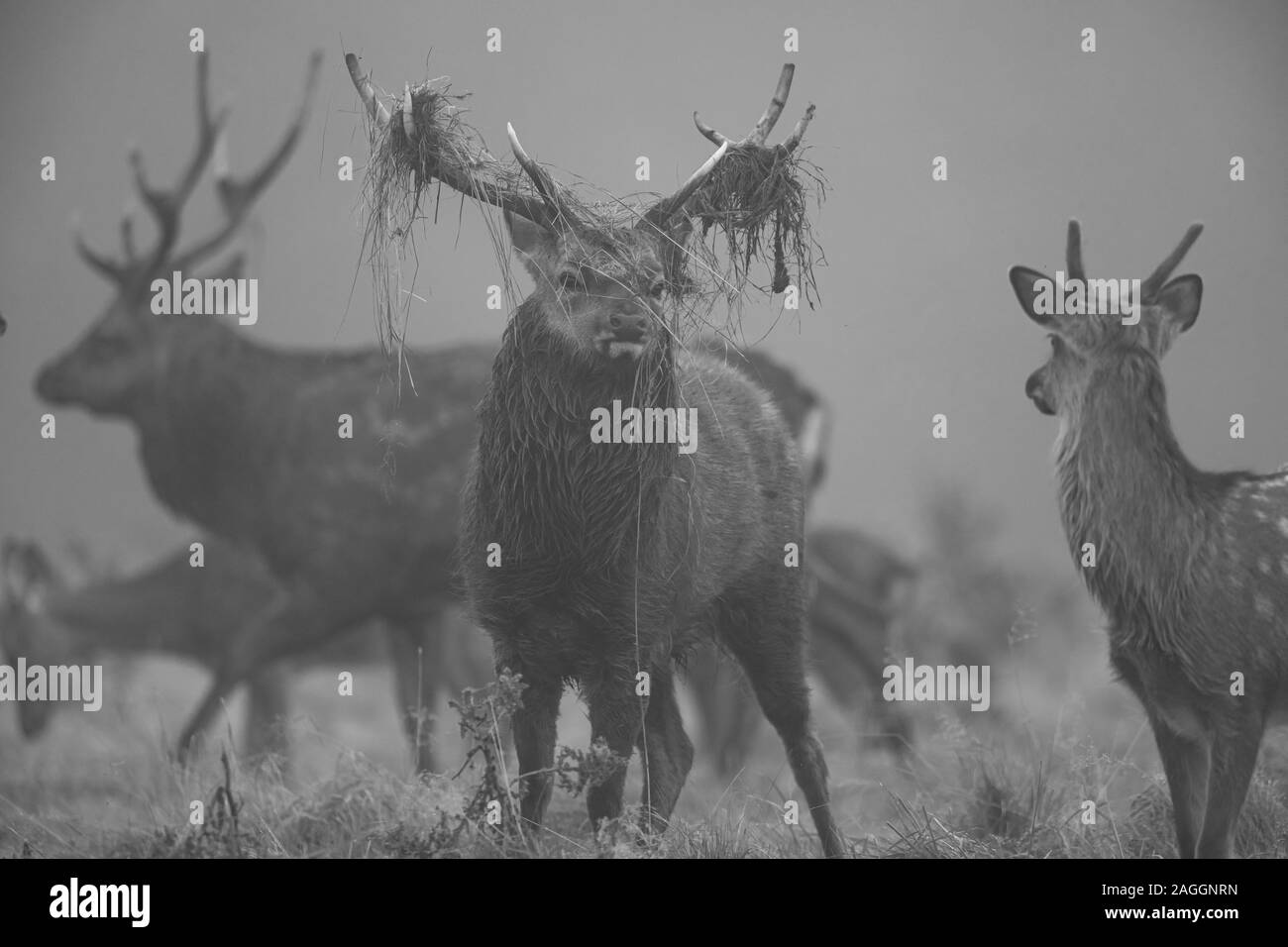 Sika Hirsche, Rehe und Hirsche während der Brunftzeit an Studley Royal Deer Park ein National Trust Immobilien in der Nähe von Bedale in North Yorkshire, England Stockfoto