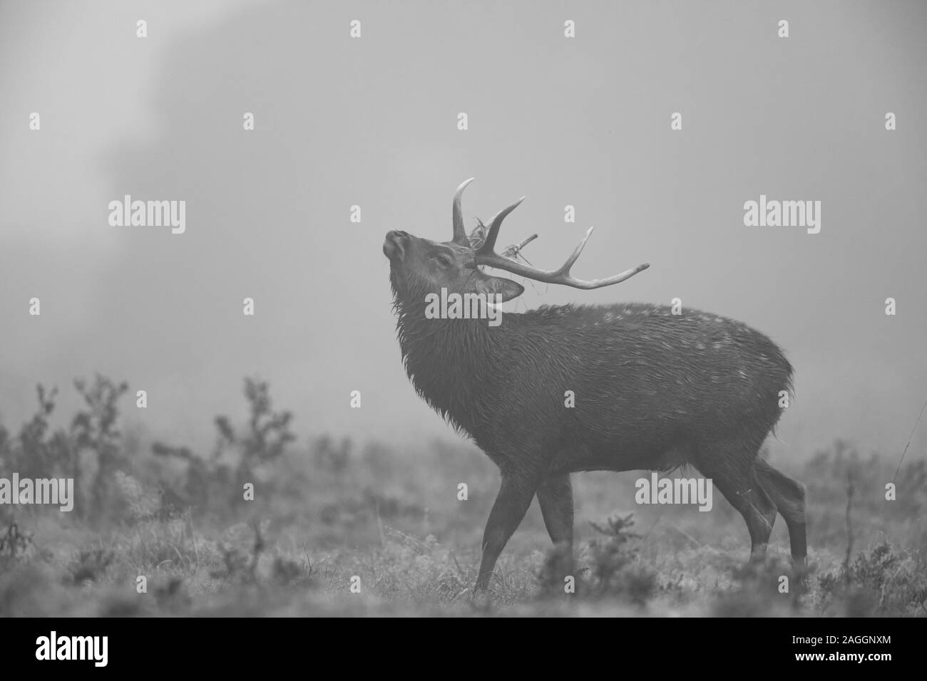 Sika Hirsche, Rehe und Hirsche während der Brunftzeit an Studley Royal Deer Park ein National Trust Immobilien in der Nähe von Bedale in North Yorkshire, England Stockfoto