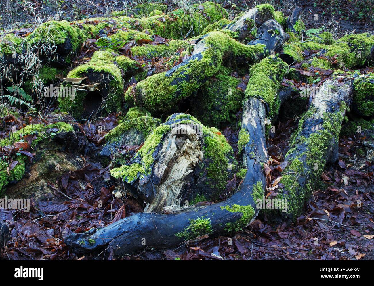 Bemooste Stämme bilden ein Muster in einem lokalen Park, im Wald Stockfoto