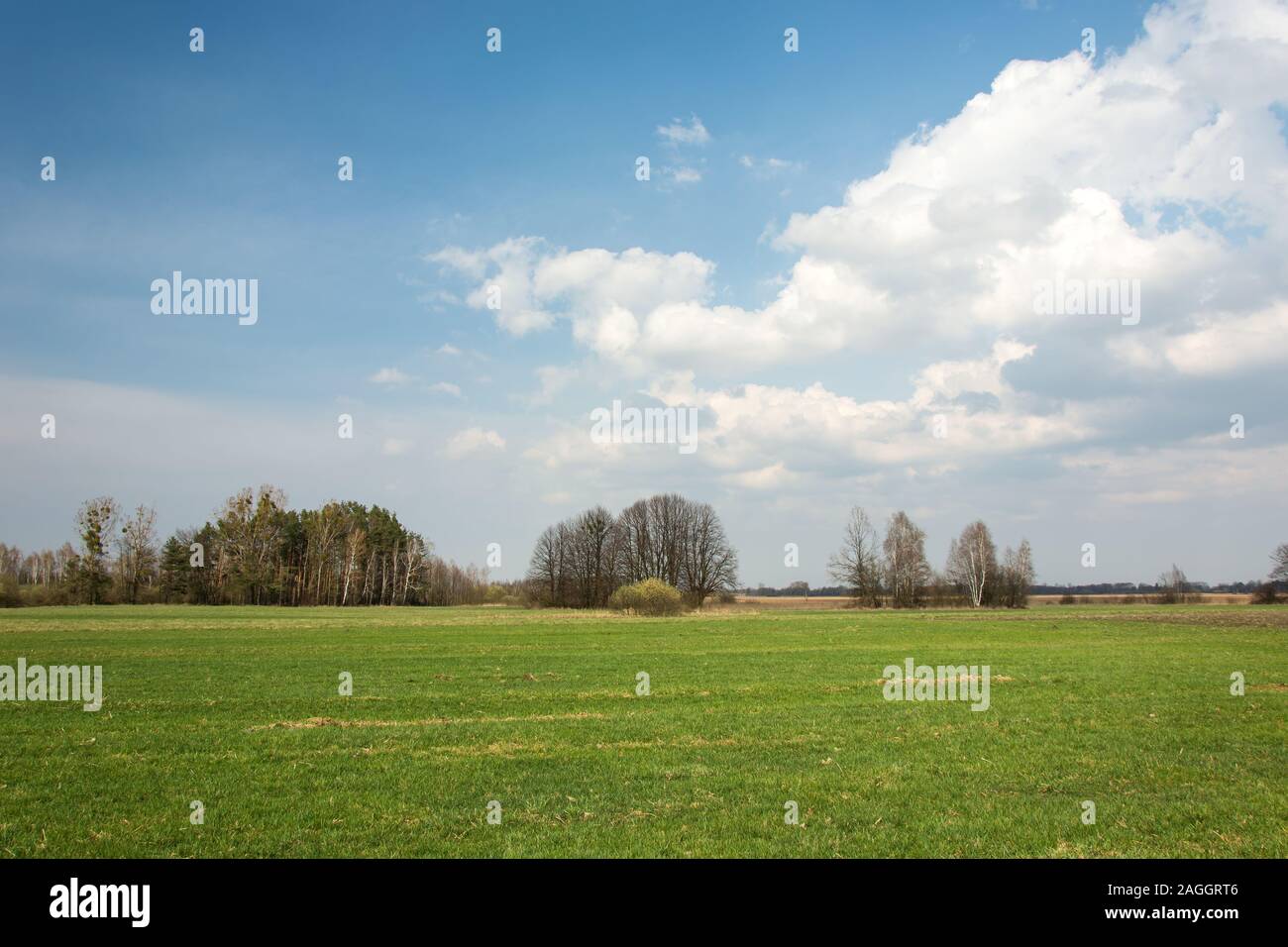 Grünes Feld, Horizont und Wolken im blauen Himmel Stockfoto