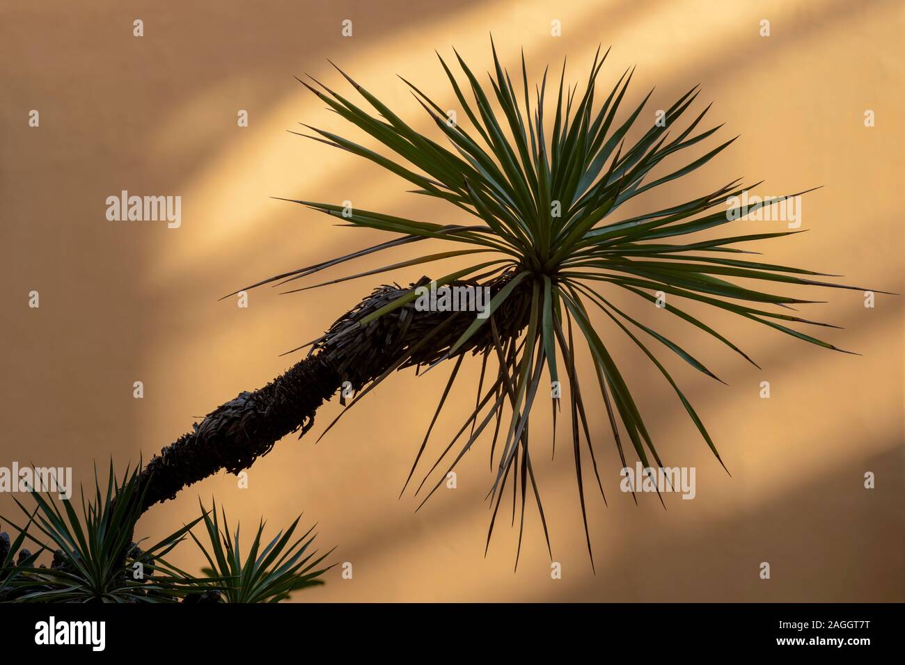 Exotische tropische Coconut Palm Blätter Baum auf shadow Wand Hintergrund. Sommer resort Travel Concept. Stockfoto