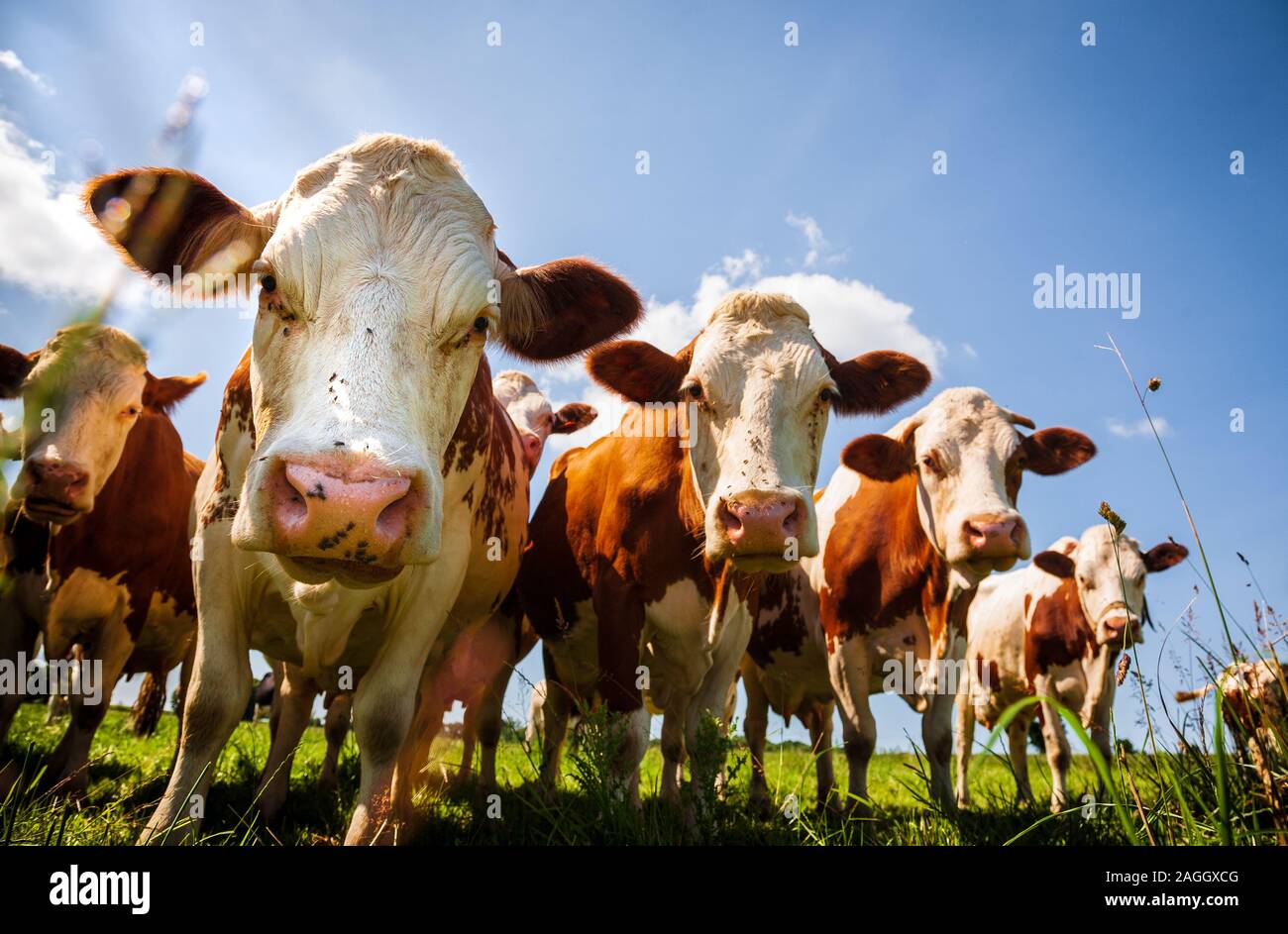 Herde der Rote Kühe auf der Weide stehen Stockfoto