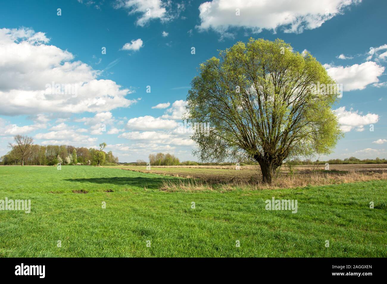Große Willow Tree Im Feld und weißen Wolken am blauen Himmel - Frühjahr anzeigen Stockfoto
