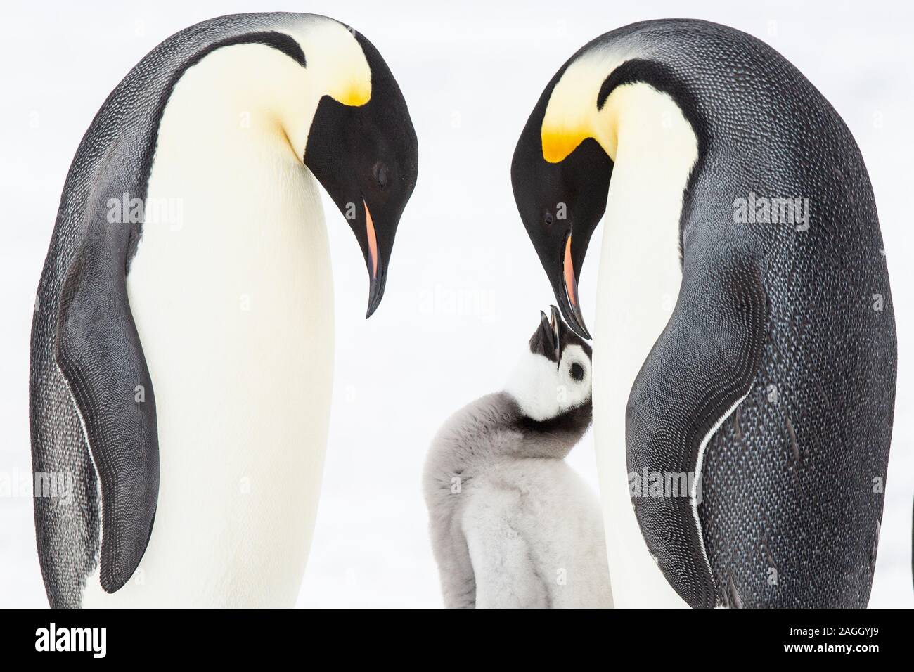 Kaiser Pinguin und Küken auf Eis auf Snow Hill, Antarktis Stockfoto