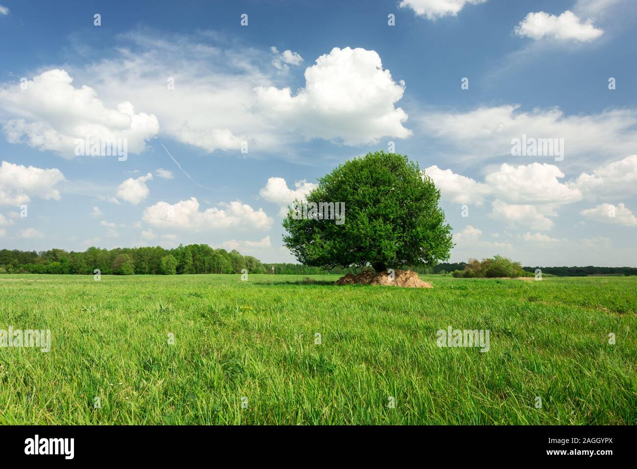 Einzigen Baum auf der grünen Wiese, Wald am Horizont und die weißen Wolken am blauen Himmel - Blick auf Frühling Stockfoto