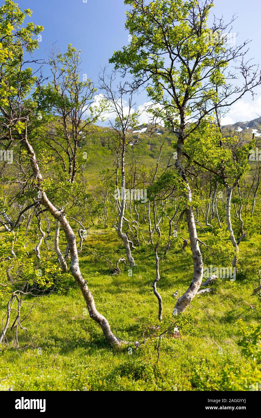 Insel KVALØYA, Troms County, NORWEGEN - Bäume Landschaft im Norden von Norwegen. Stockfoto