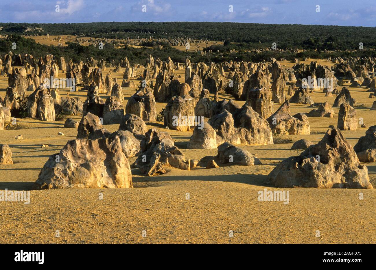 Pinnacles Wüste. Nambung National Park. Western Australia Stockfoto