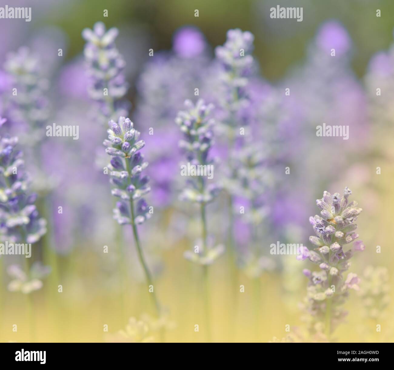 Schöne Violett Natur Hintergrund. Floristik Design. Soft Focus. Makro Fotografie. Blumen abstrakte Pastell Hintergrund mit Kopie Raum. Lavendelfeld. Stockfoto