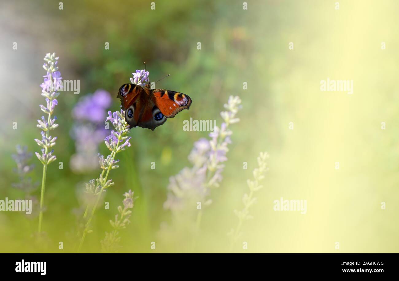 Wunderschöne grüne Natur Hintergrund. Floristik Design. Makro Fotografie. Schmetterling und Lavendelfeld. Schmetterling im Sommer Floral Background. Künstlerische Wand Stockfoto