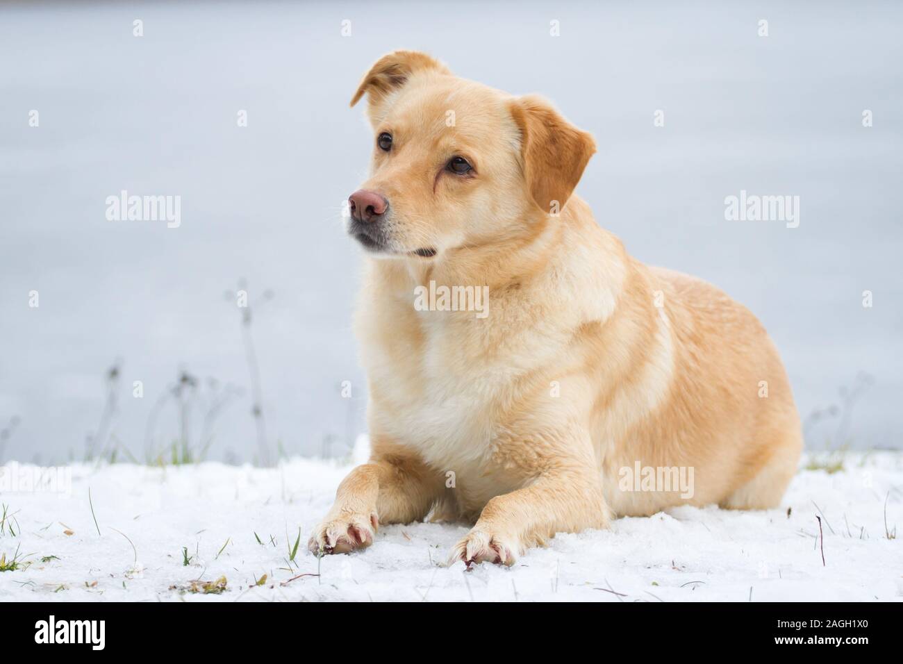 Mixbreed Hund im Schnee Stockfoto