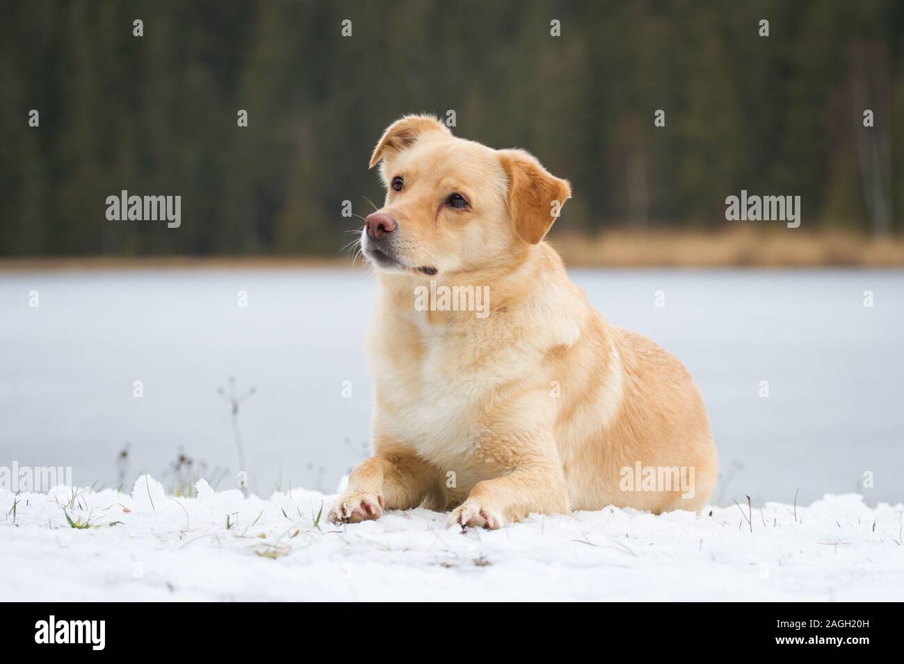 Mixbreed Hund im Schnee Stockfoto