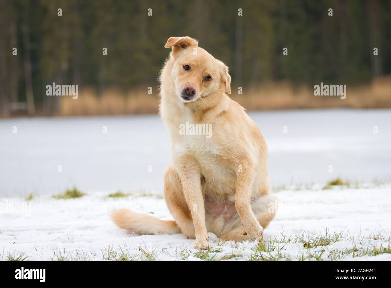 Mixbreed Hund kratzt sich Stockfoto