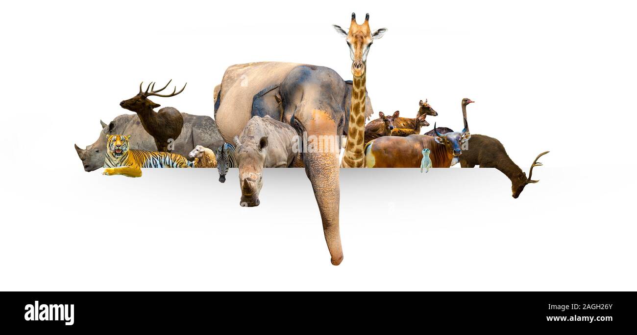 Wildlife Conservation Tag wilde Tiere zu Hause. Oder Wildlife Protection Stockfoto