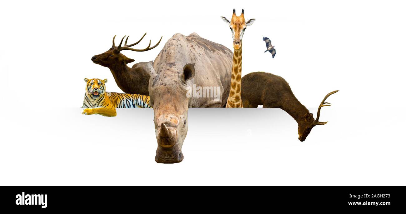Wildlife Conservation Tag wilde Tiere zu Hause. Oder Wildlife Protection Stockfoto