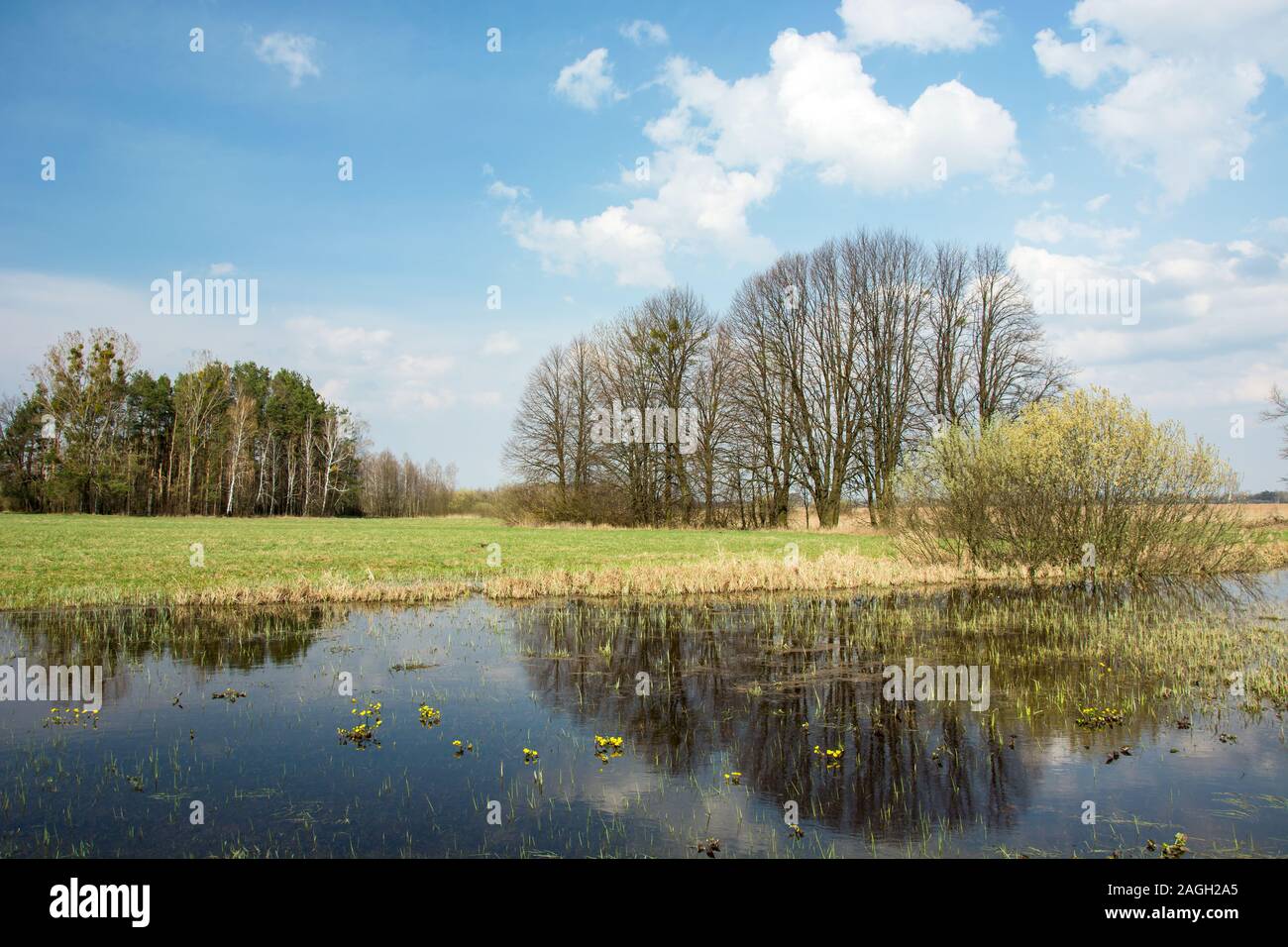 Frühling grüne Wiese überflutet, Wald bis zum Horizont, Wolken und Bäumen im Wasser widerspiegelt Stockfoto