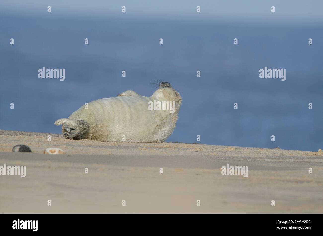 Graue Dichtungen bei Winterton auf Meer Strand Stockfoto