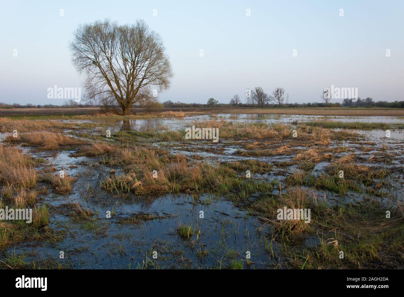 Morgen Blick auf eine überschwemmte Wiese und einem großen Baum - Frühling anzeigen Stockfoto