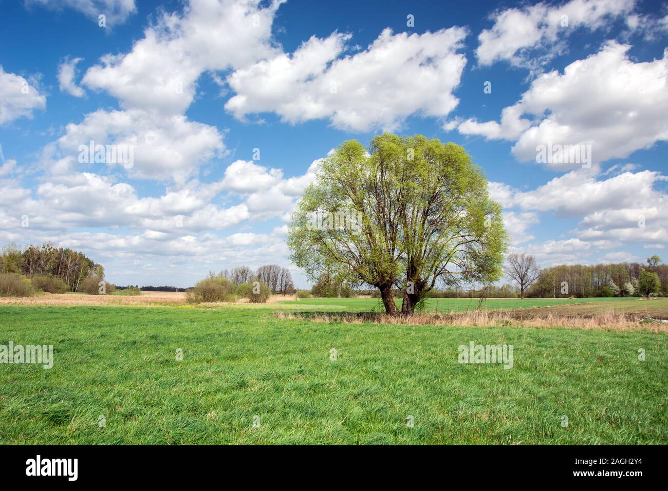 Große Willow Tree auf der grünen Wiese und weiße Wolken am blauen Himmel - Frühjahr anzeigen Stockfoto