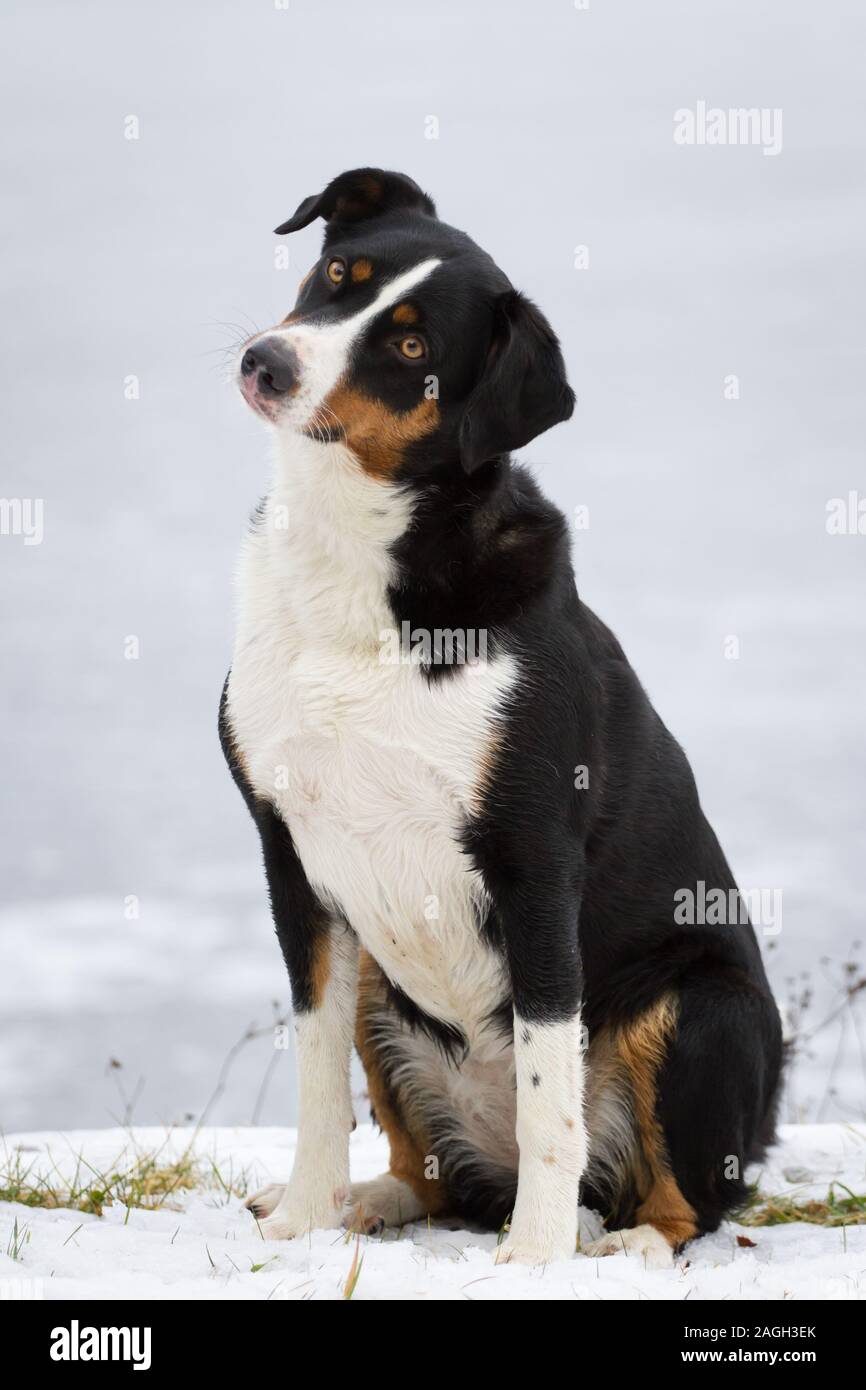 Appenzeller Sennenhund (Appenzeller Sennenhund) sitzen im Schnee Stockfoto