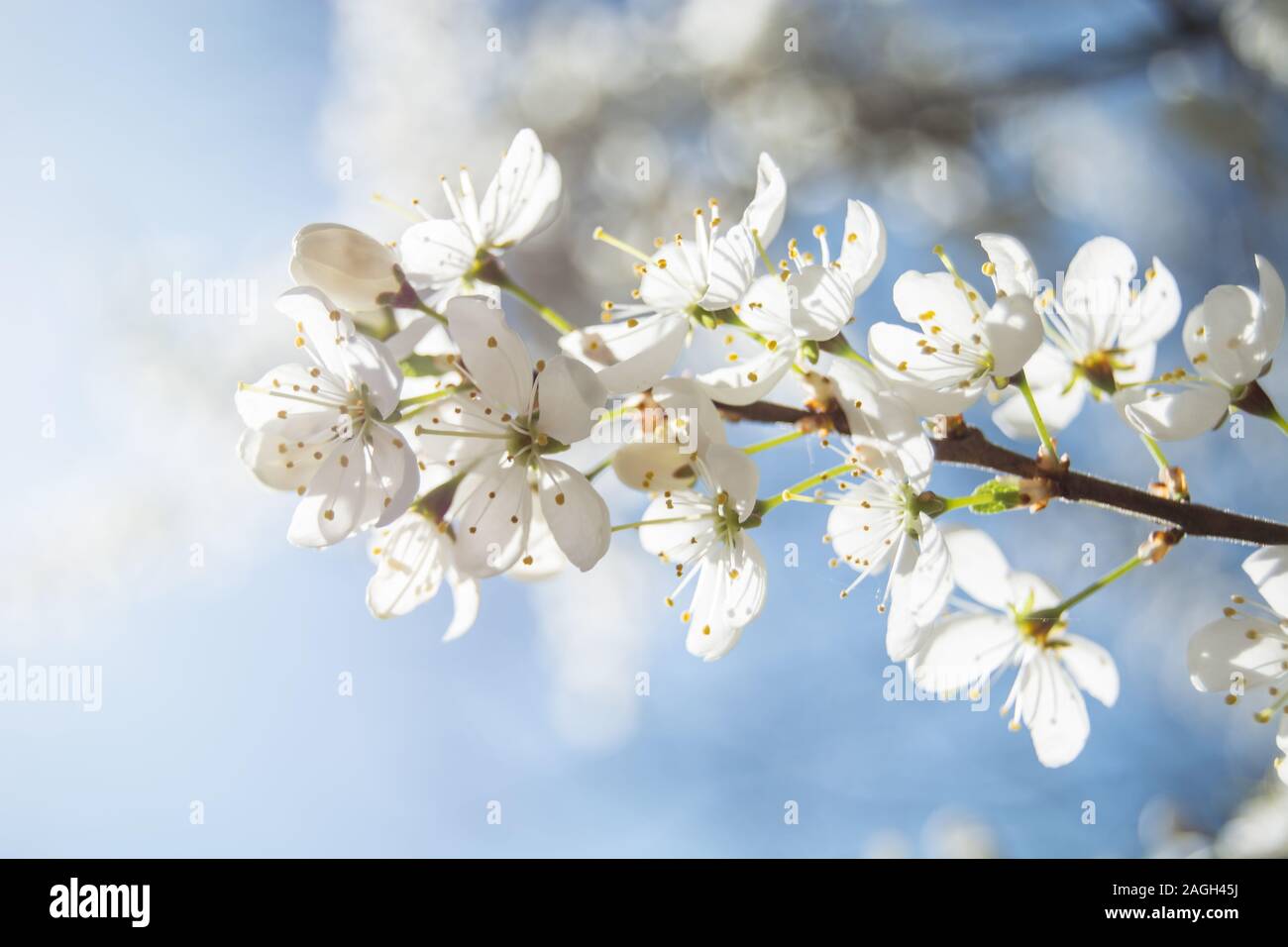 Niederlassung von Cherry Blumen durch starke Sonneneinstrahlung auf eine enge beleuchtet mit blauen Himmel im Hintergrund - Frühling anzeigen Stockfoto