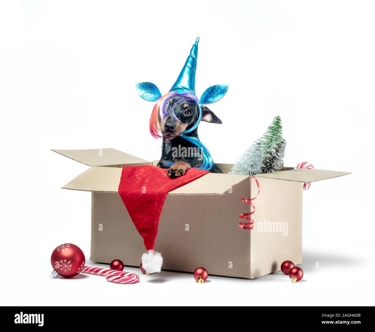 Wenig Zwergpinscher Welpen in ein Einhorn Kostüm sitzt in einem Kasten mit Weihnachtsdekor auf weißem Hintergrund Stockfoto